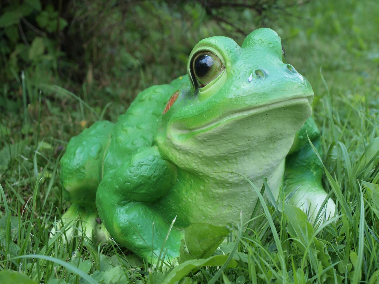 Olympus E-520 (EVOLT E-520) sample photo. Frog, decorative, statuette photography