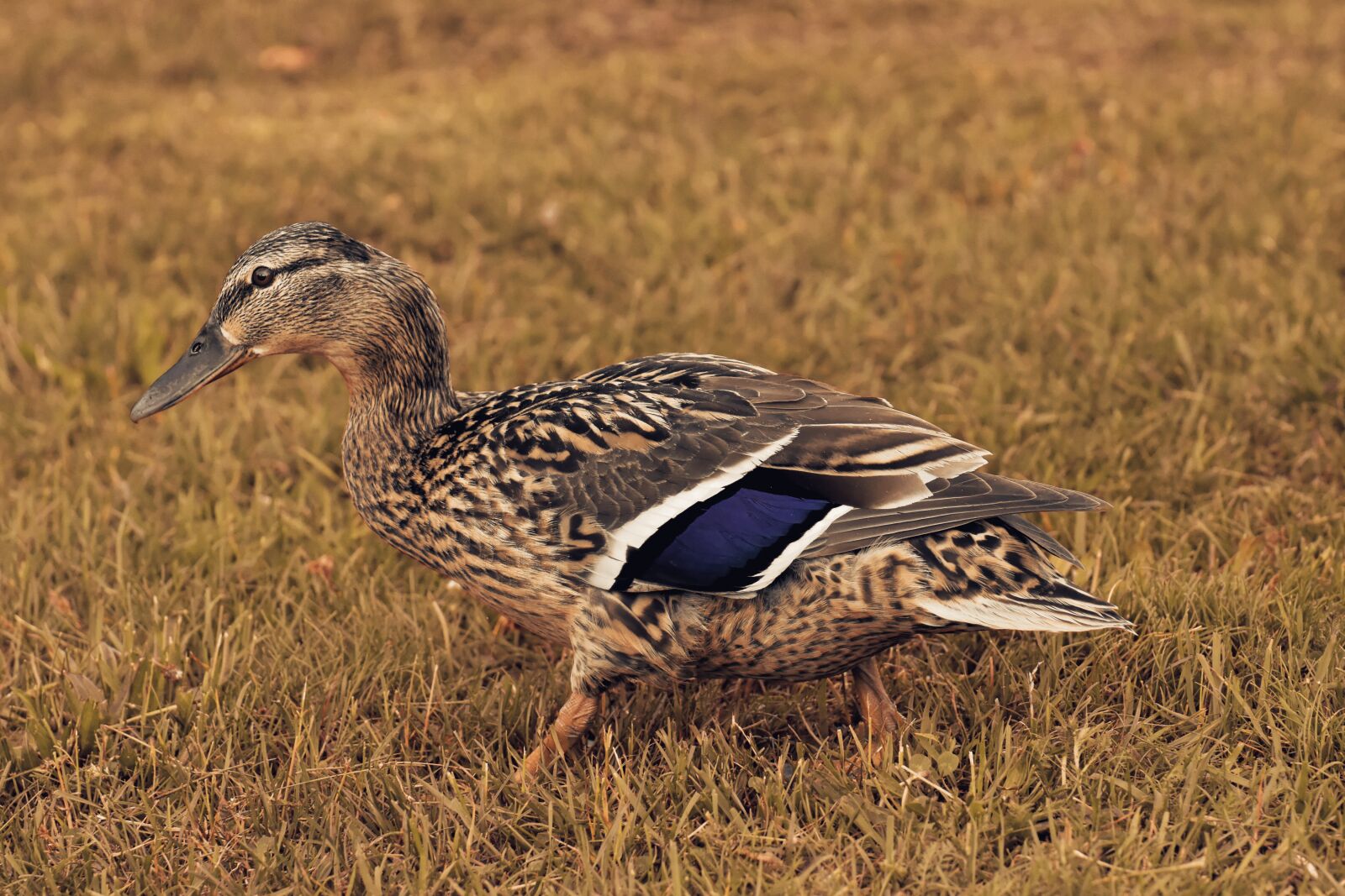 Nikon D7200 sample photo. Mallard, poultry, bird photography