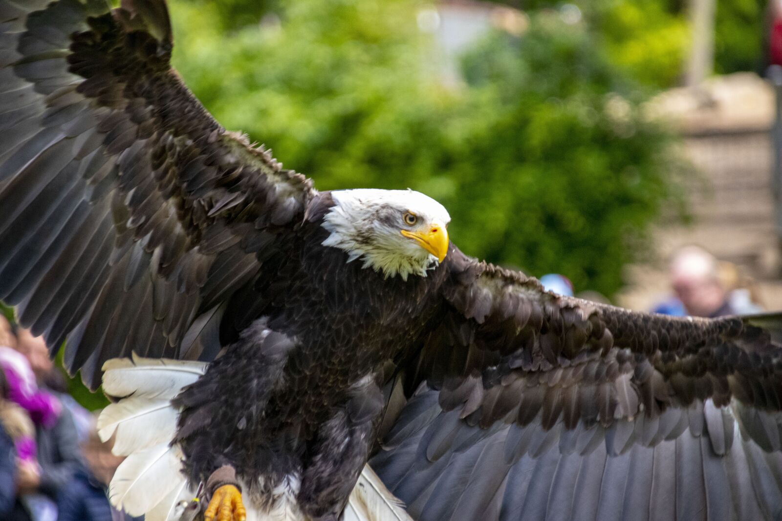 Canon EOS 80D sample photo. Adler, flight, raptor photography