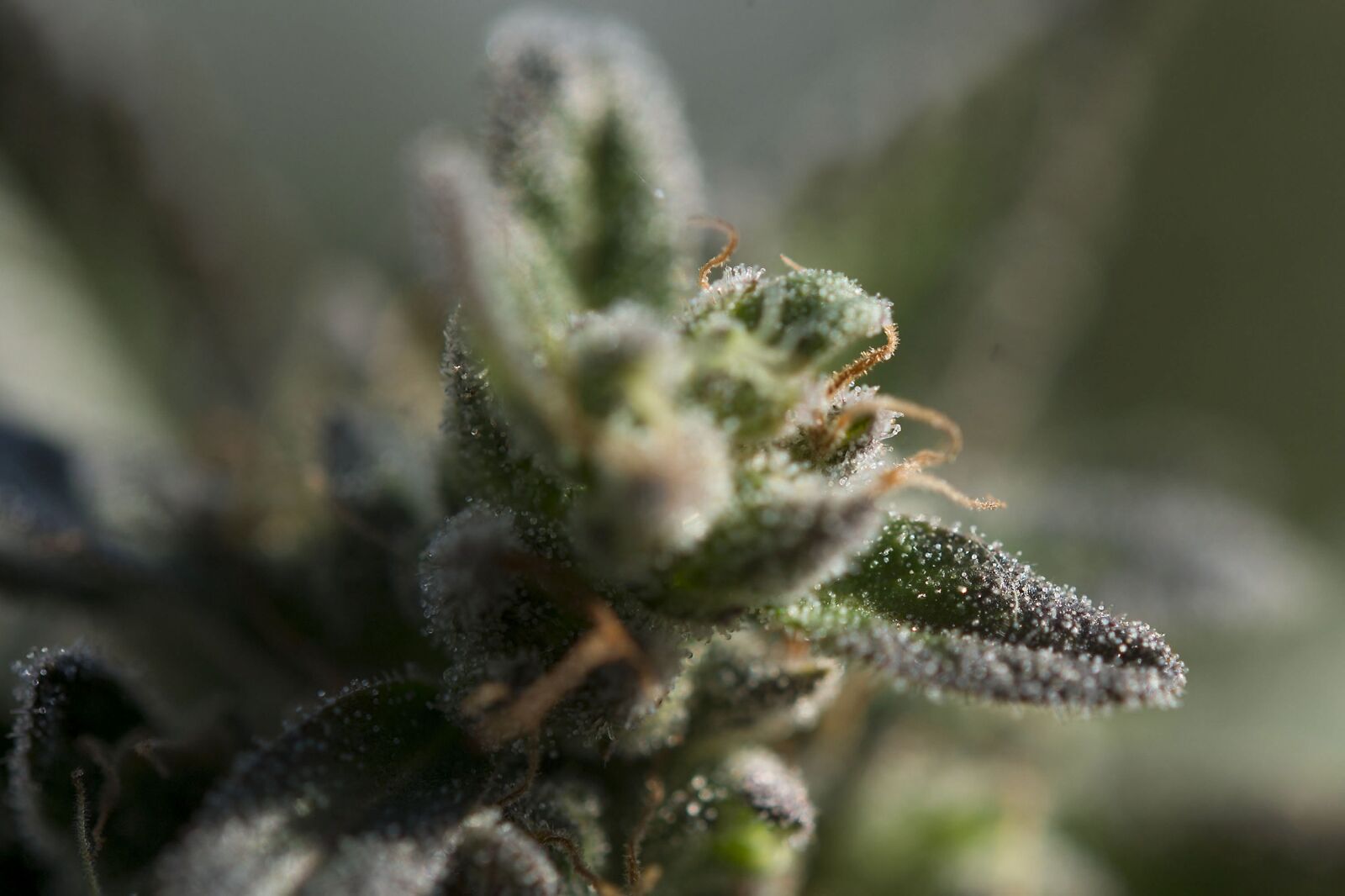 Nikon D4S sample photo. Weed, trichomes, ganja photography