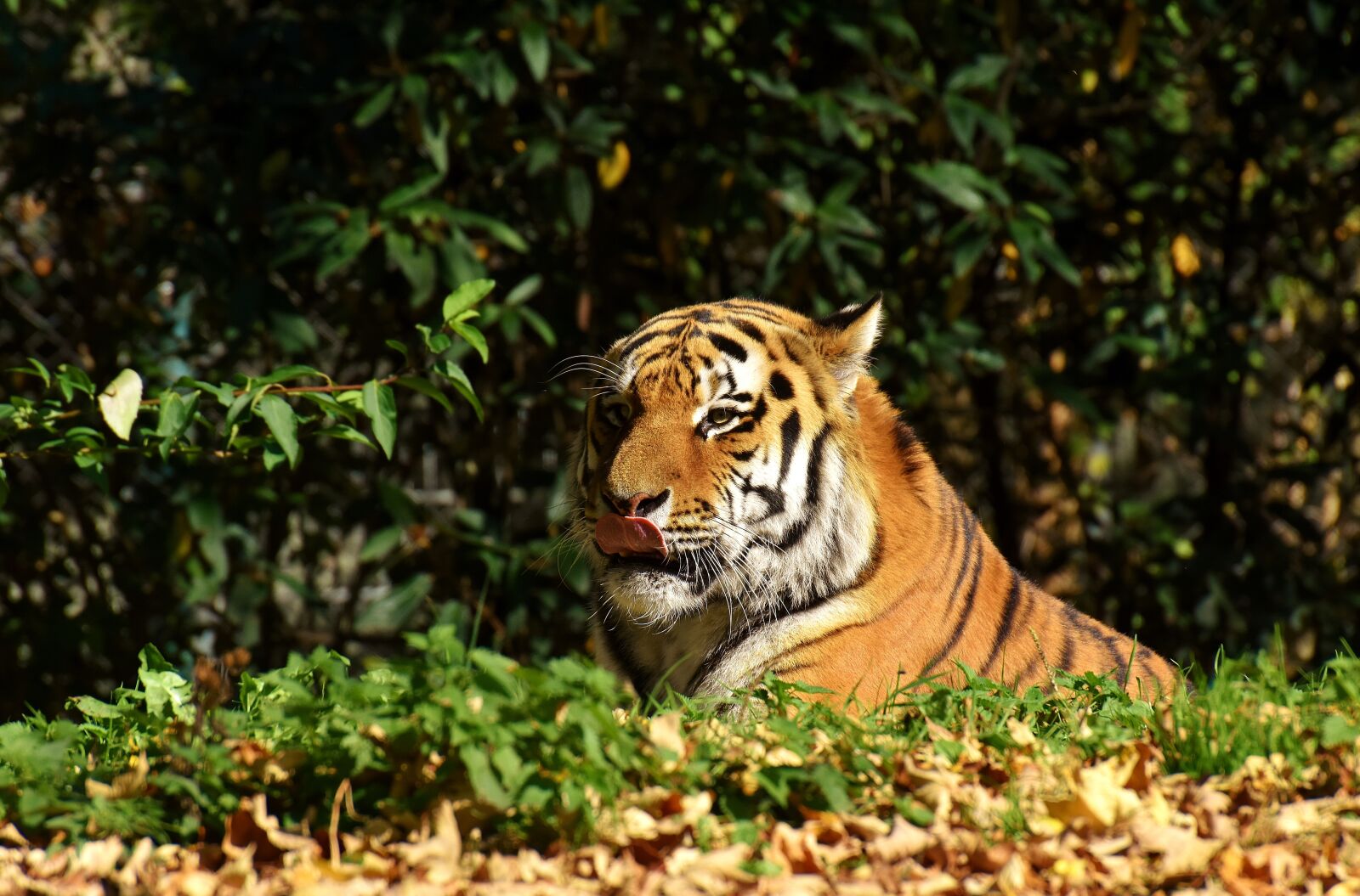 Nikon D7200 sample photo. Tiger, predator, fur photography