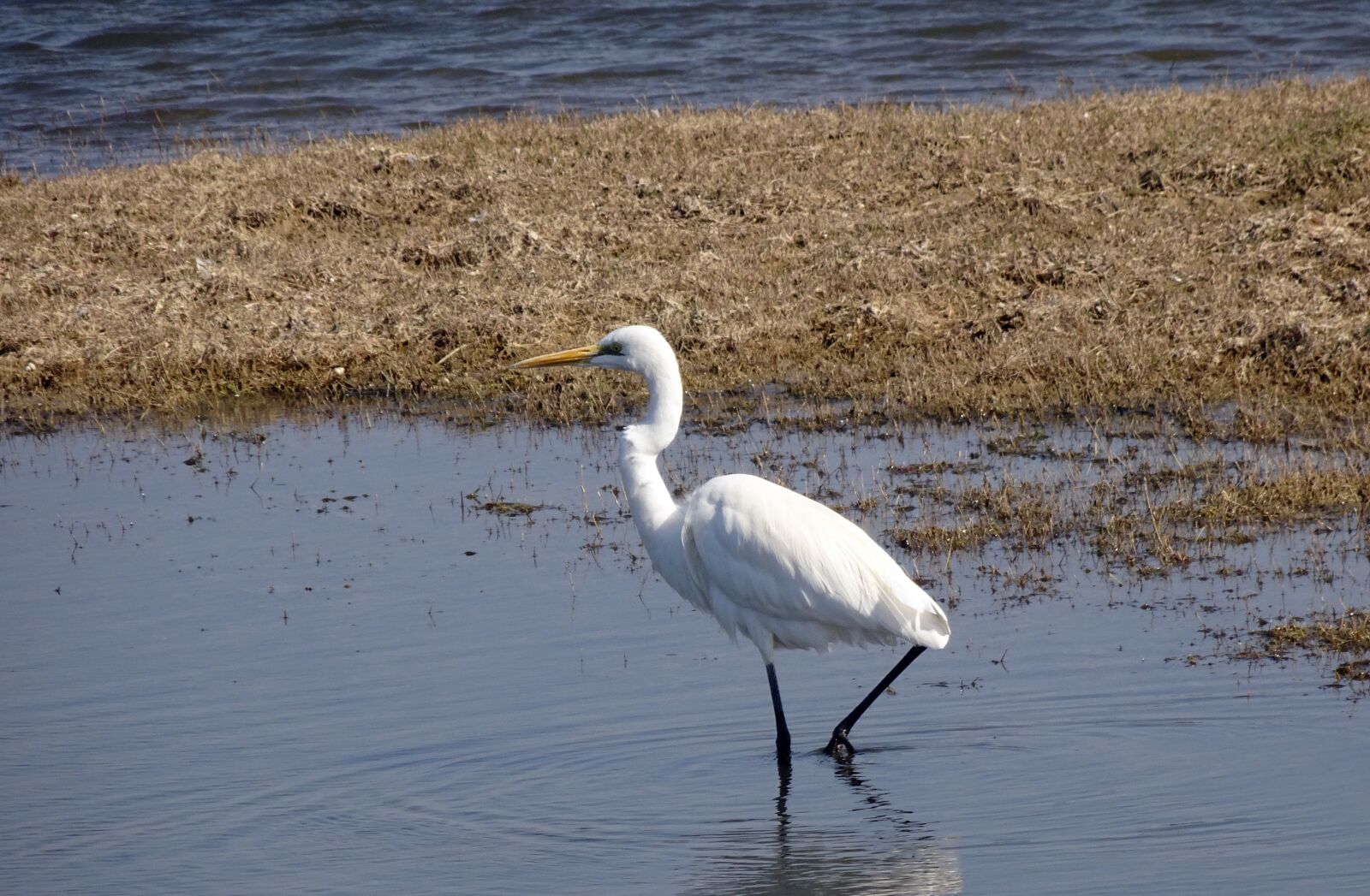 Sony Cyber-shot DSC-HX90V sample photo. Egret, bird, great egret photography