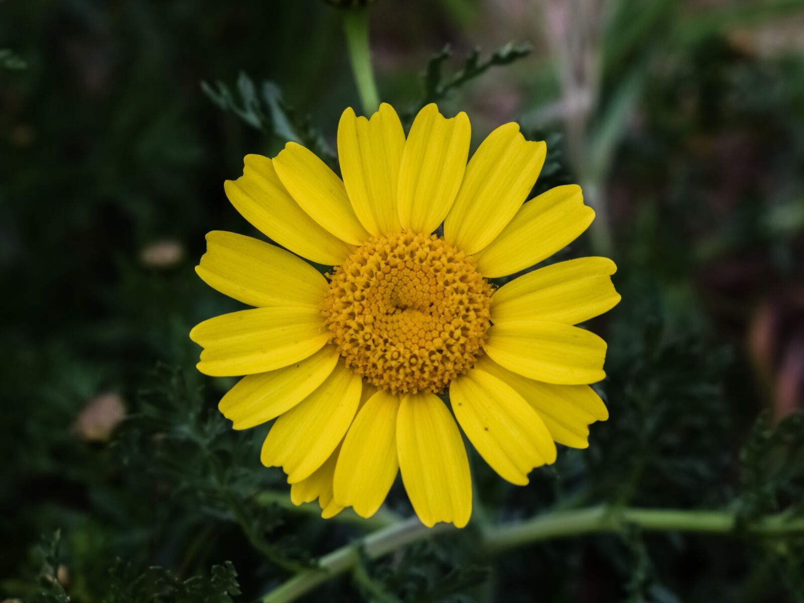 Nikon D3300 sample photo. Daisy, flower, nature photography