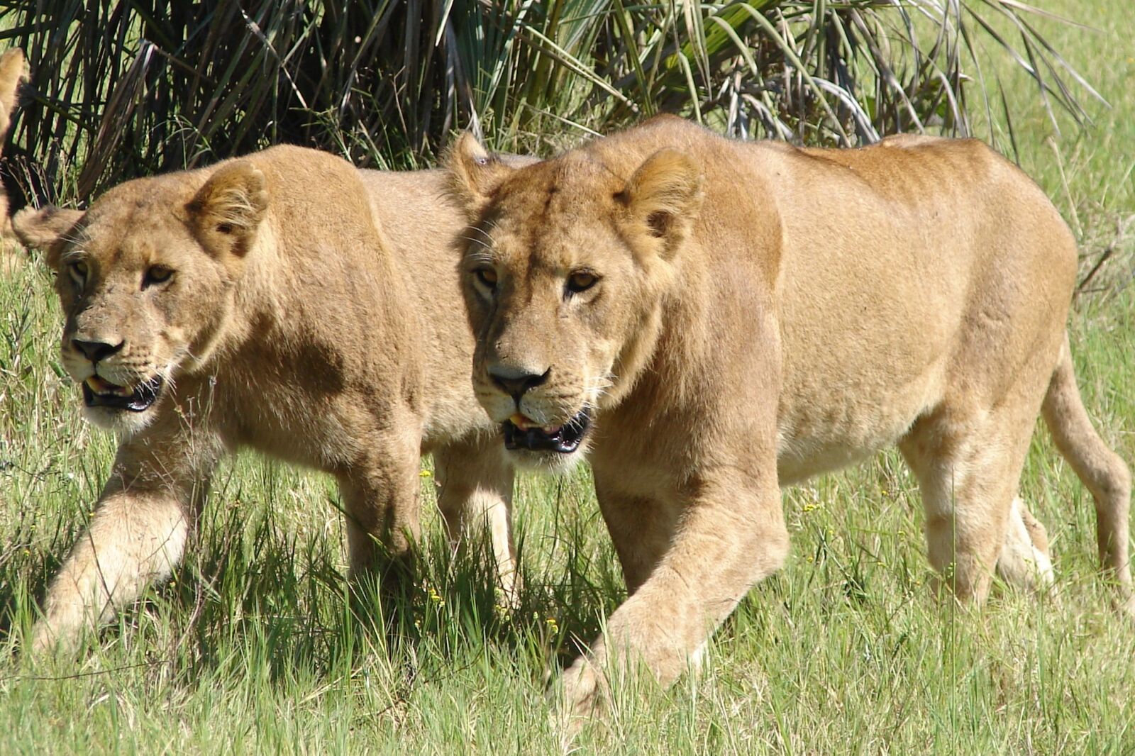 Sony DSC-H1 sample photo. Lions, wild, animal photography