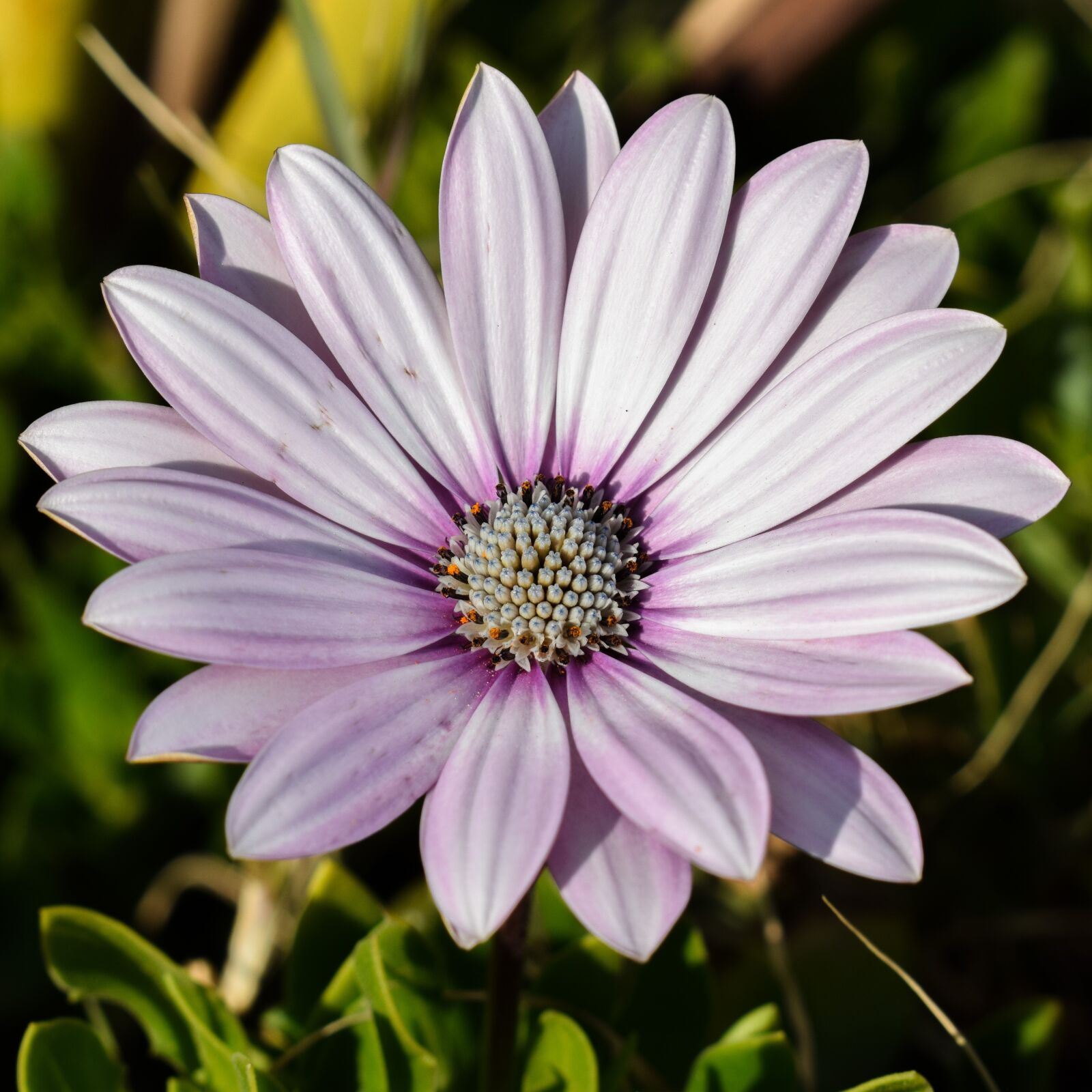 Nikon D3300 sample photo. African daisy, osteospermum, daisy photography