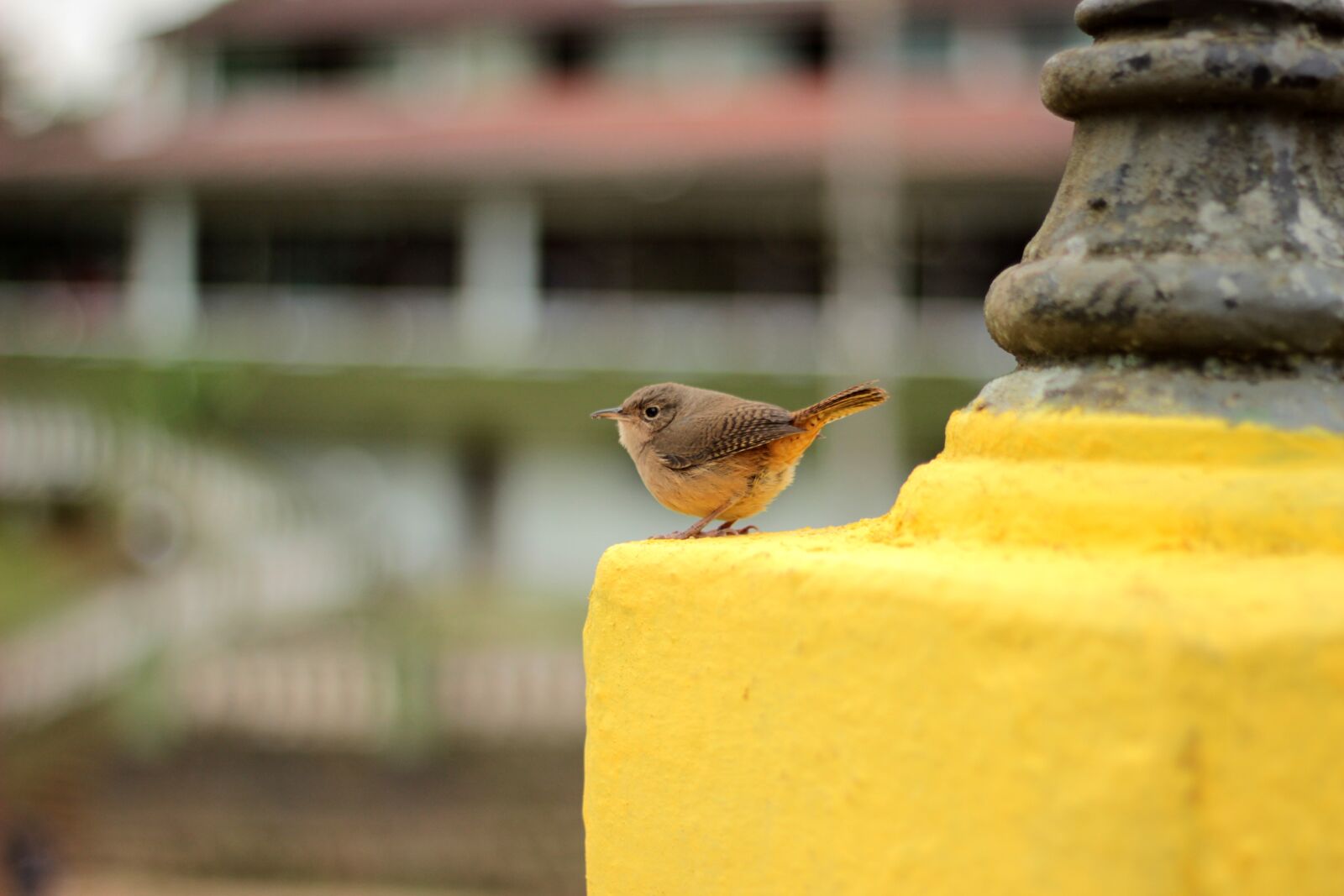 Canon EOS 600D (Rebel EOS T3i / EOS Kiss X5) + Canon EF 50mm F1.8 II sample photo. Bird, small, city photography