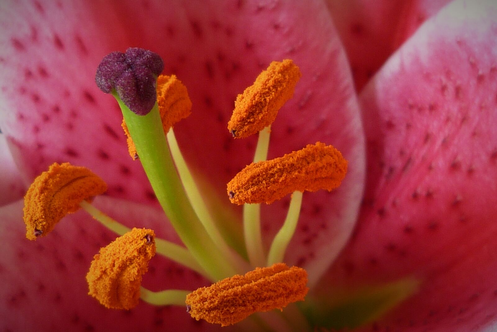 Panasonic Lumix DMC-FZ40 (Lumix DMC-FZ45) sample photo. Lily, stamen, flower photography