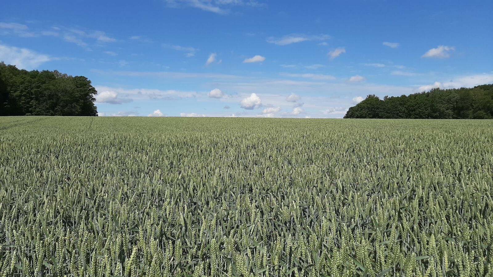 Samsung Galaxy A50 sample photo. Field, wheat, sky photography