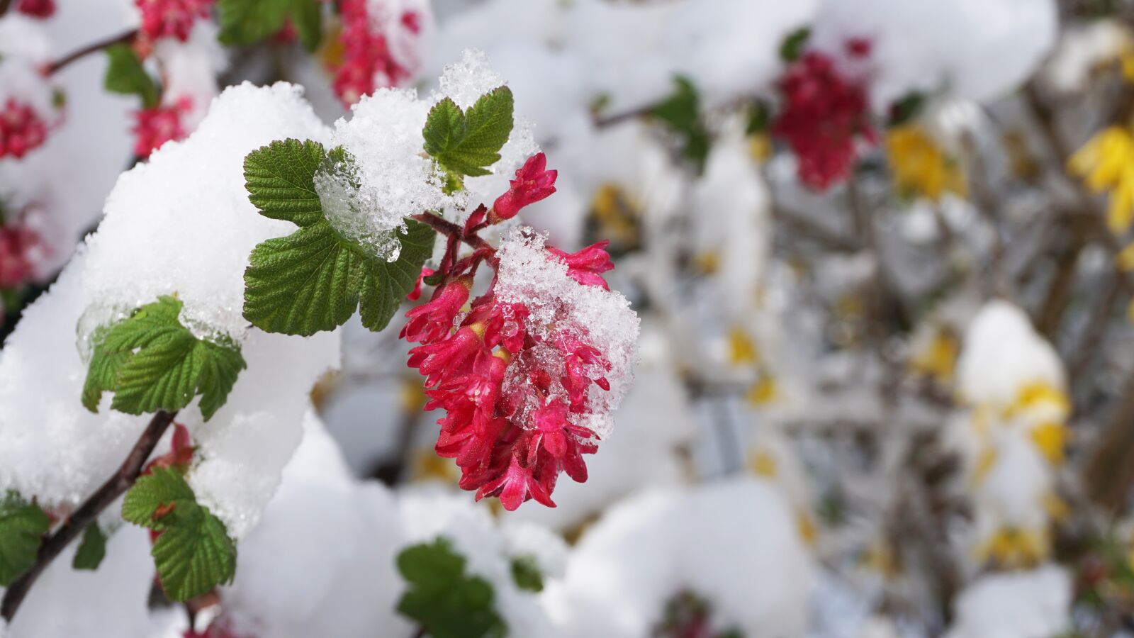 Sony a6000 sample photo. Winter, spring, flowers photography