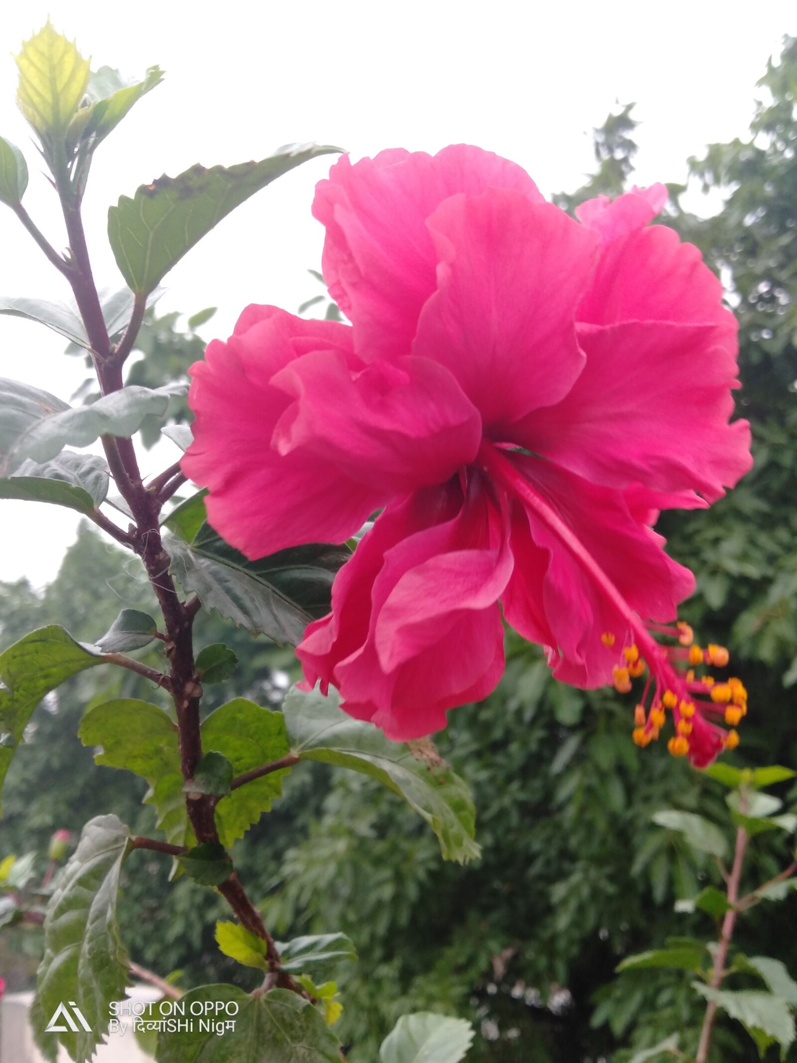 OPPO A7 sample photo. Hibiscus, flower, pink photography