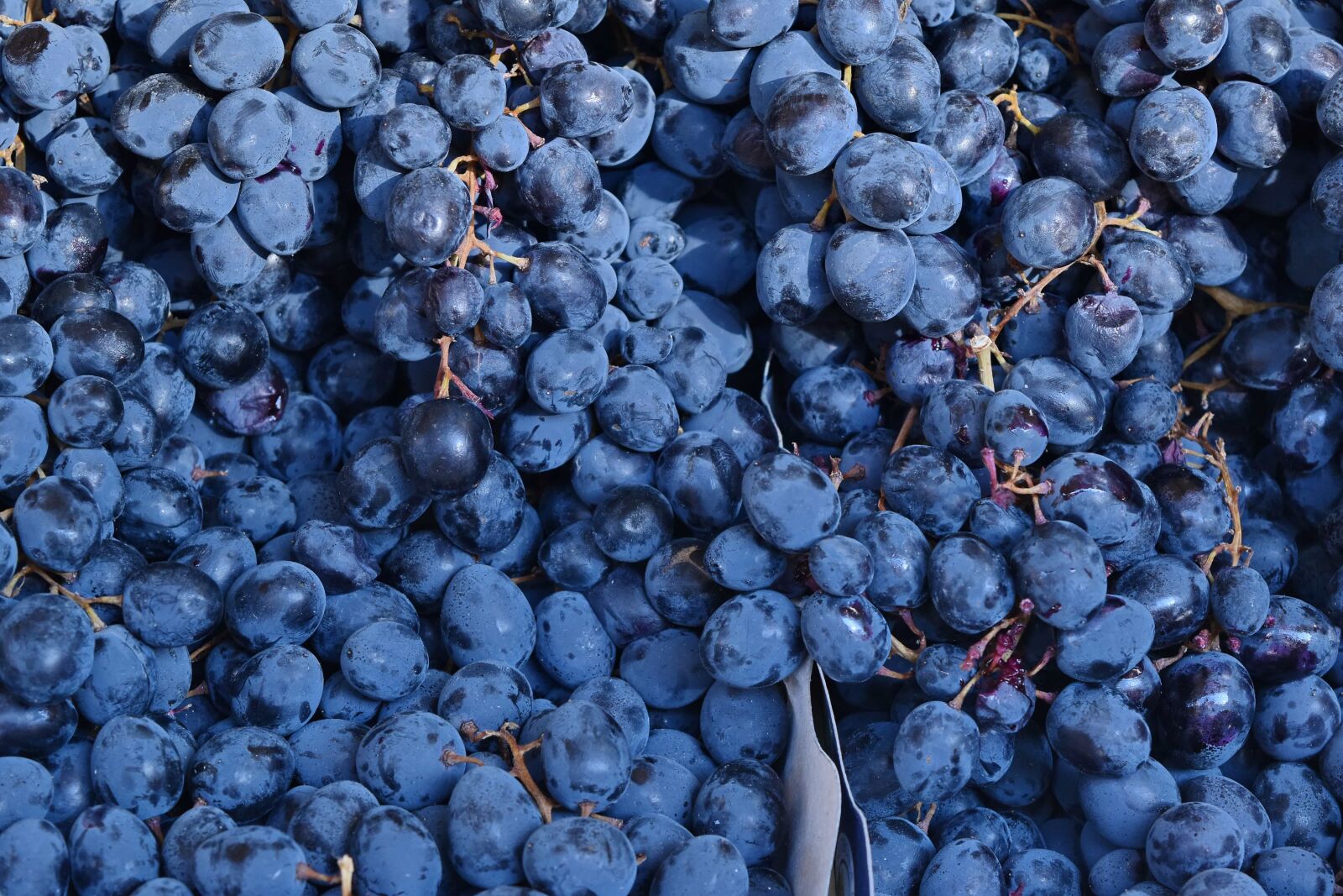 Nikon D5500 sample photo. Organic, purple, grape, grapes photography