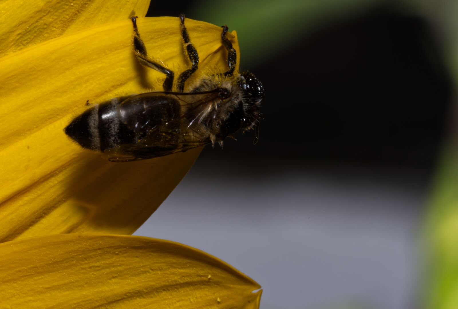 Nikon D5500 sample photo. Bee, insect, macro photography