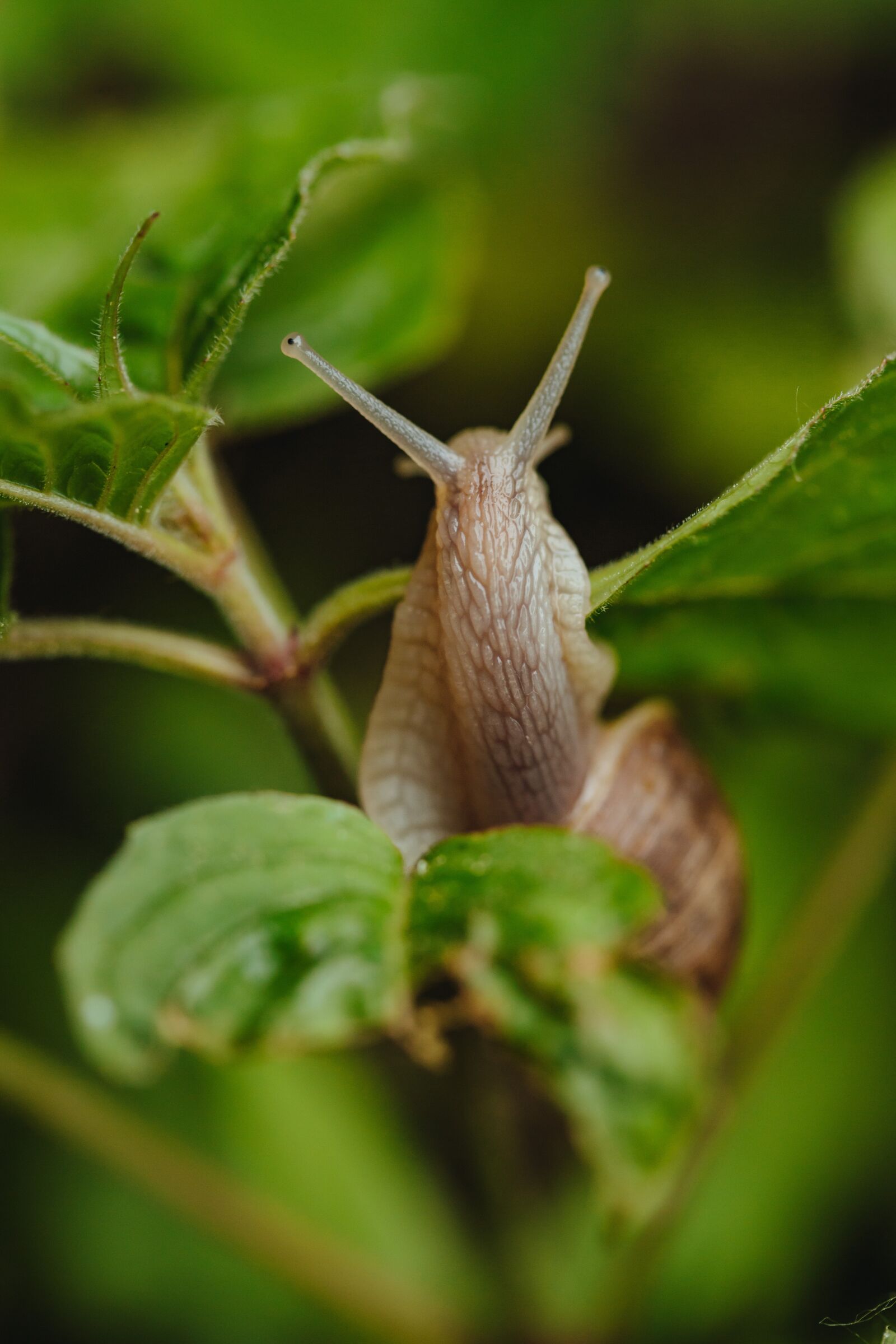 Canon EF 100mm F2.8 Macro USM sample photo. Close-up, eye, green leaves photography