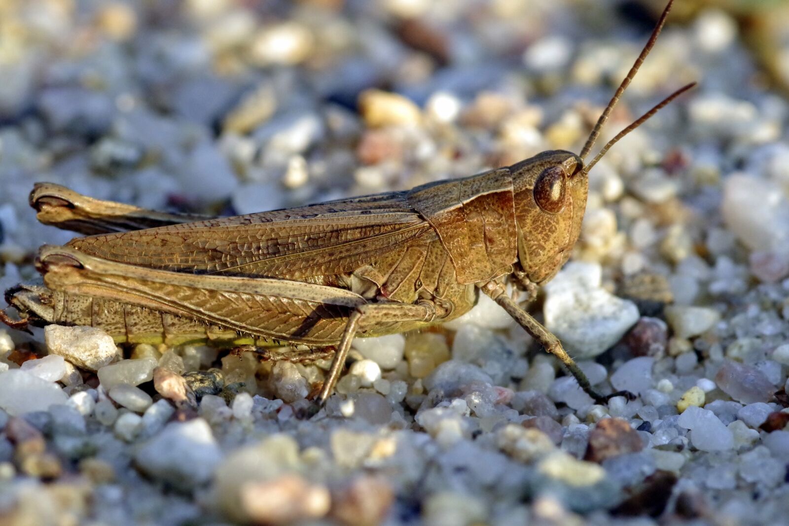 Pentax K-S2 sample photo. Tettigonia viridissima, grasshopper, insect photography