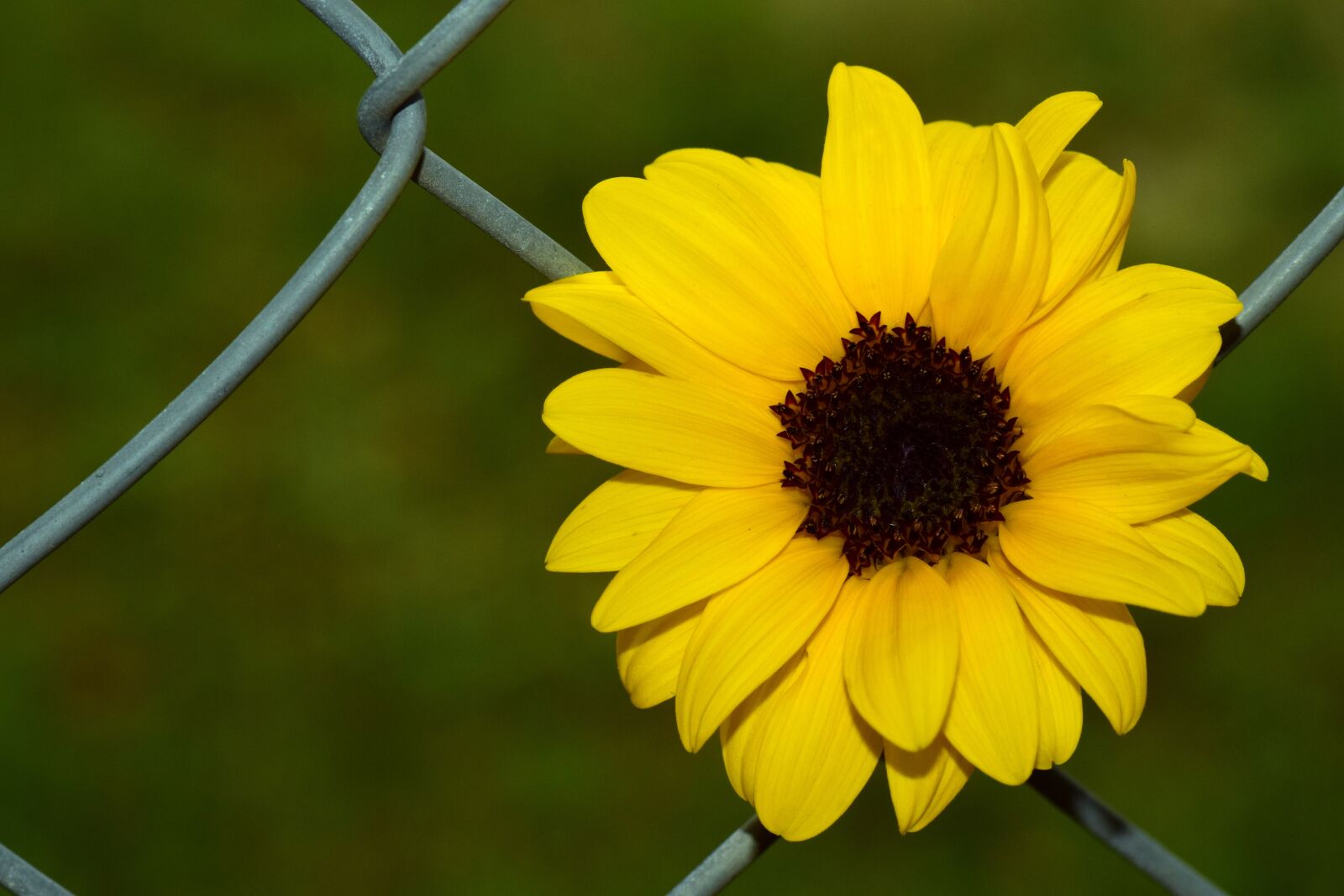 Nikon D3300 sample photo. Sunflower, fence, wire fence photography