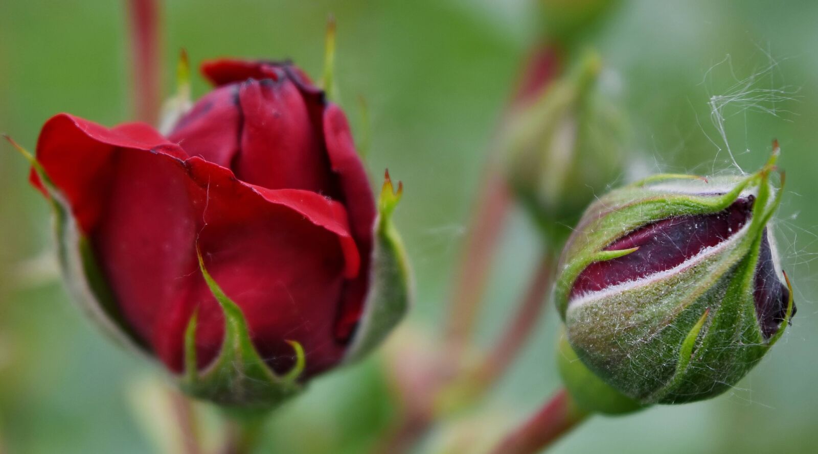 Nikon D5500 sample photo. Reddish, roses, nature, plant photography