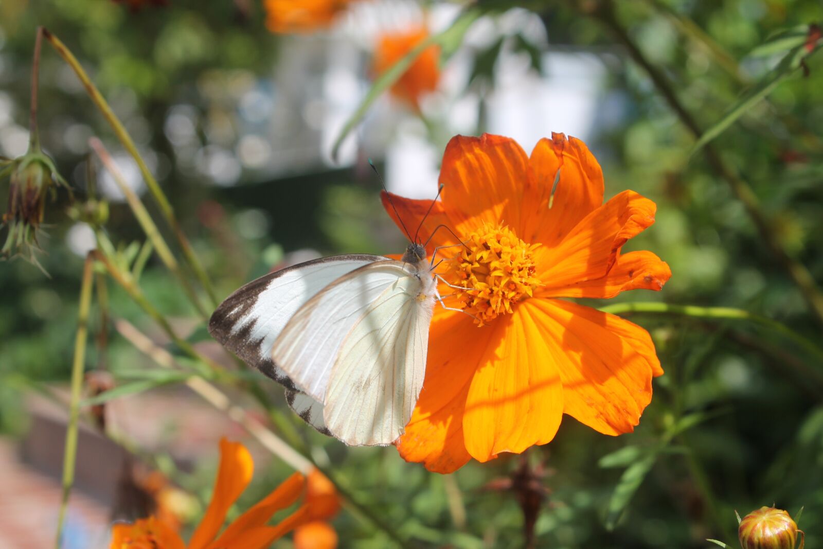 Canon EOS 1100D (EOS Rebel T3 / EOS Kiss X50) sample photo. Flower, butterfly, nature photography