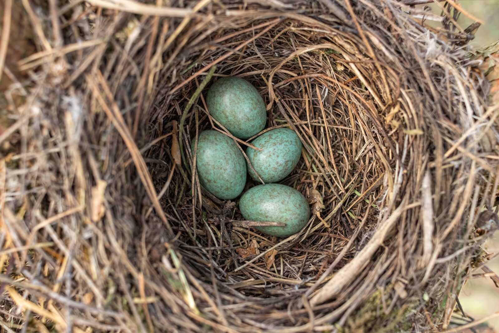 Canon EF-S 24mm F2.8 STM sample photo. Jack, masonry, eggs photography
