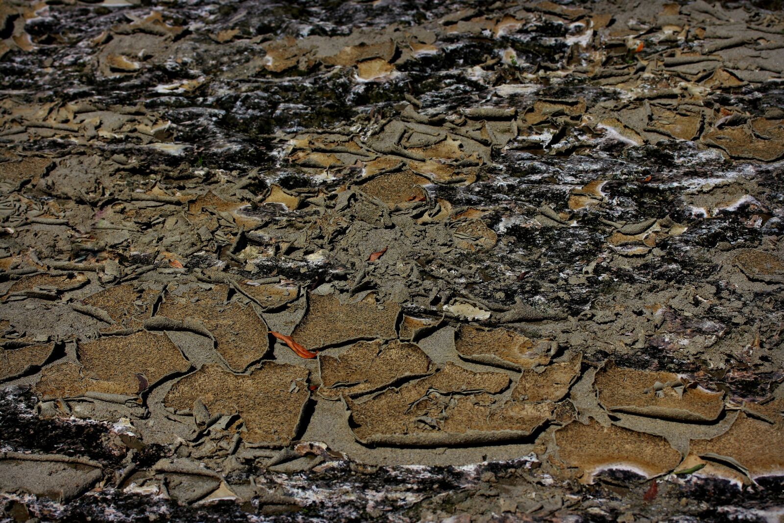 Canon EF-S 60mm F2.8 Macro USM sample photo. Ground, arid, cracked photography