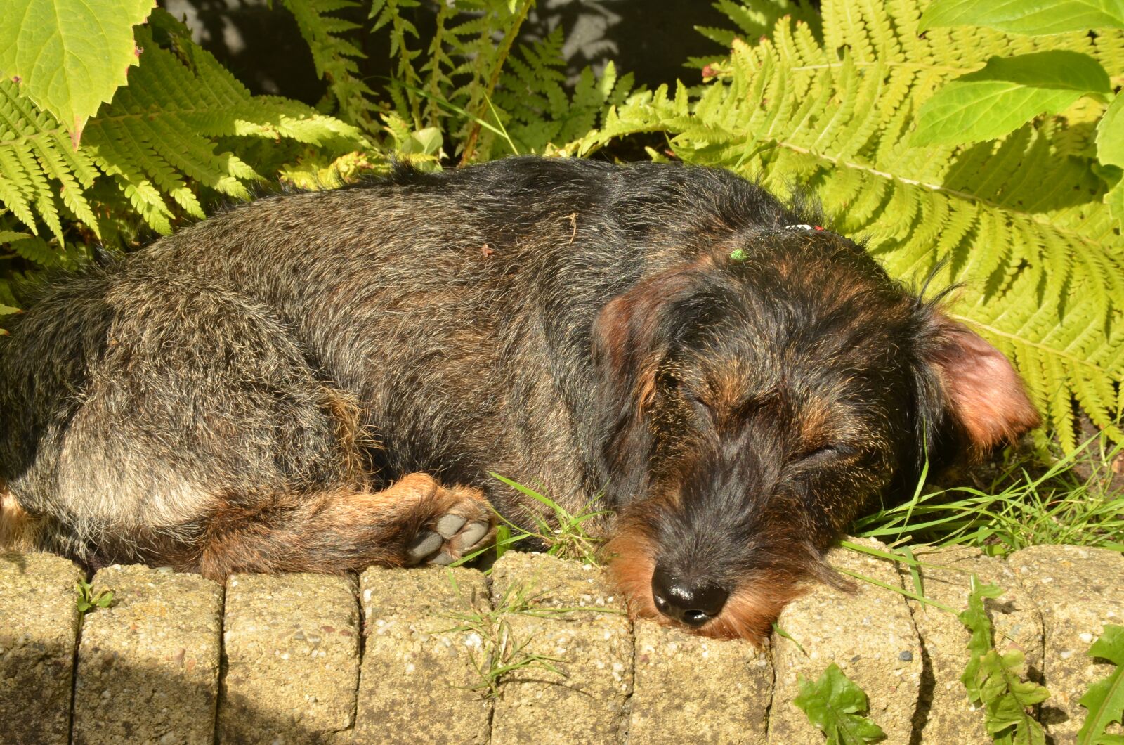 Nikon D7000 sample photo. Dog, dachshund, pet photography