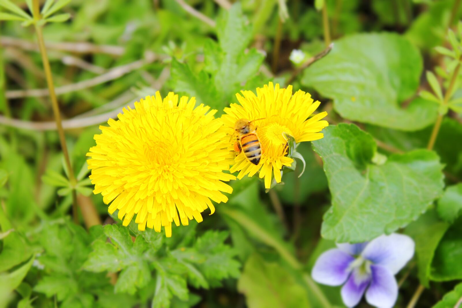 Canon EOS 550D (EOS Rebel T2i / EOS Kiss X4) sample photo. Dandelion, bee, flowers photography