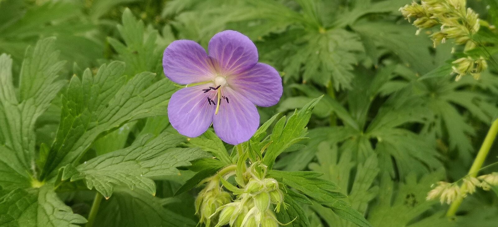 HUAWEI P20 sample photo. Flower, blossom, bloom photography