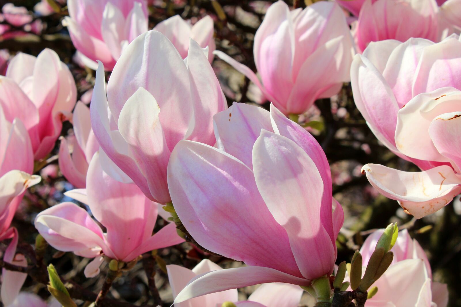 Canon EOS 1200D (EOS Rebel T5 / EOS Kiss X70 / EOS Hi) sample photo. Magnolia, tree, spring photography