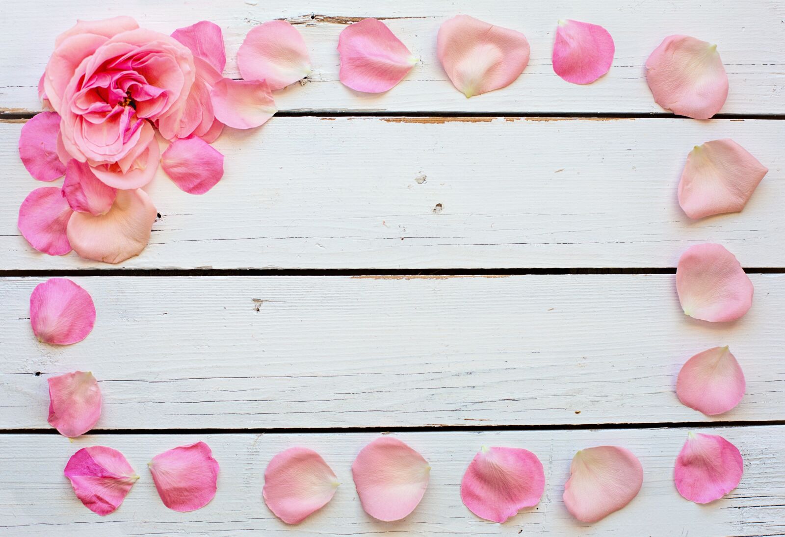 Canon EF 50mm F1.4 USM sample photo. Flower, rose, petals photography