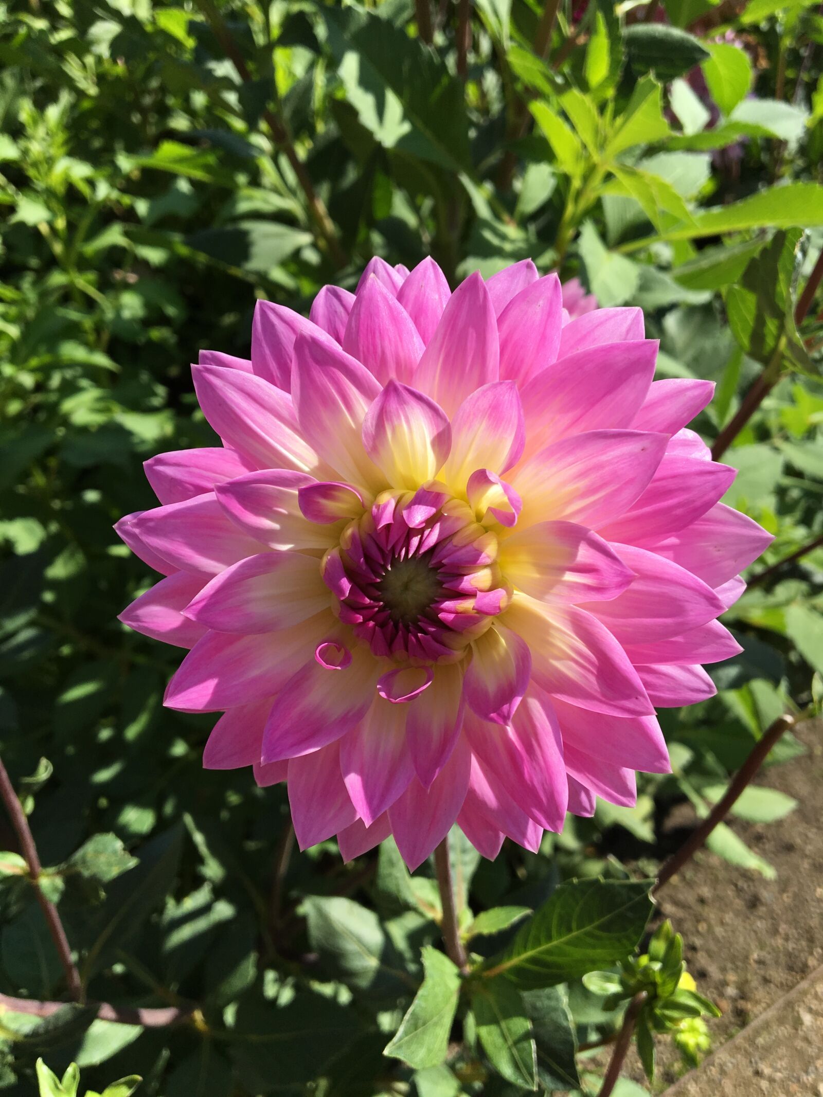 Apple iPhone 6s sample photo. Dahlia, pretty, flower photography