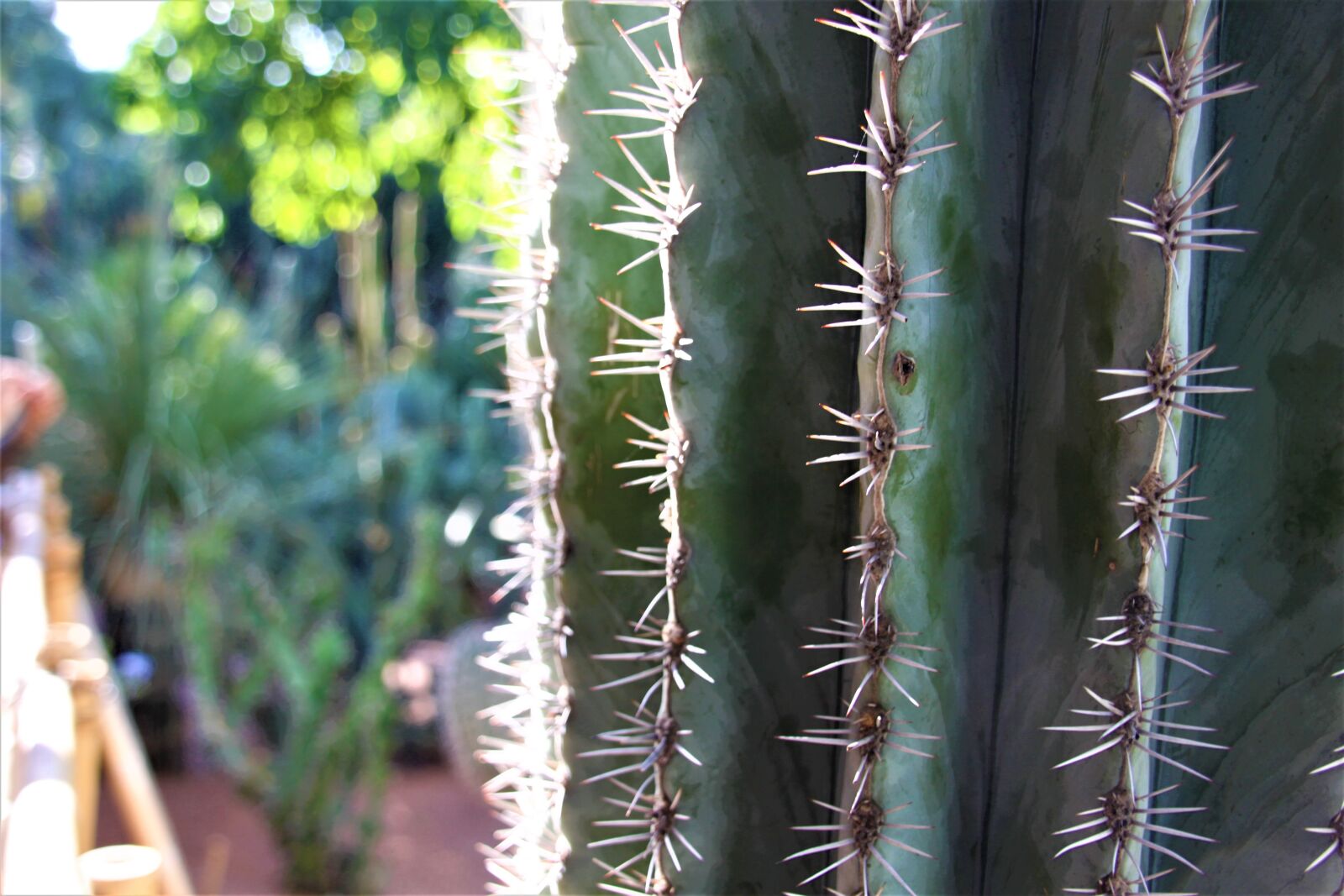 Canon EOS 500D (EOS Rebel T1i / EOS Kiss X3) sample photo. Cactus, desert, sting photography