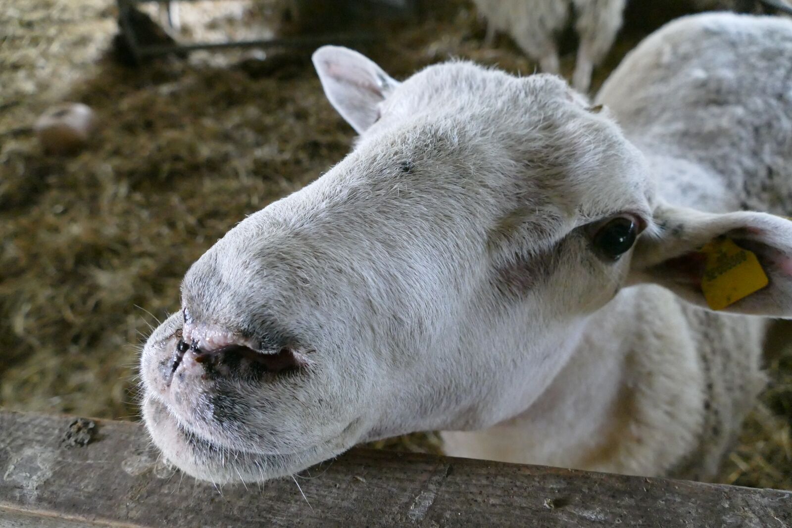 Panasonic Lumix DMC-FZ1000 sample photo. Sheep, farm, animal photography