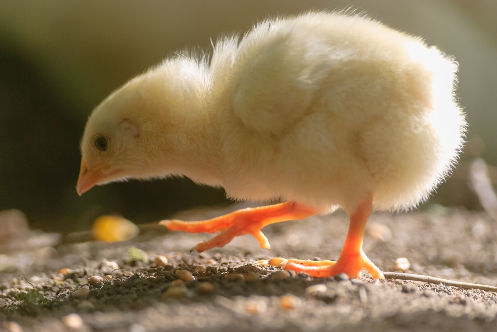 Nikon D80 sample photo. Chick, yellow, bird photography