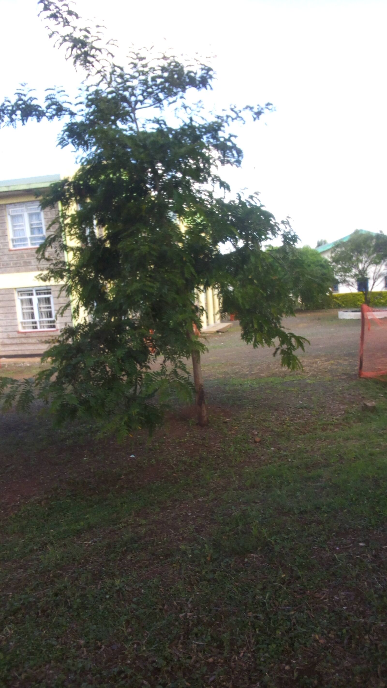 TECNO W3 sample photo. Compound, view, tree photography