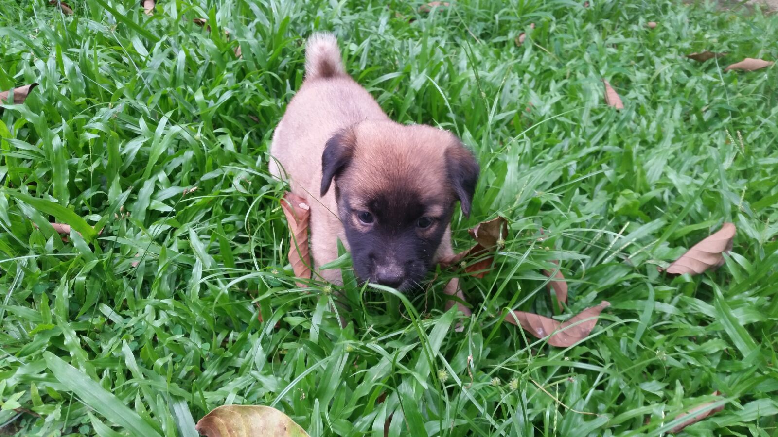 Samsung Galaxy S5 sample photo. Puppy, puppy, in, sri photography