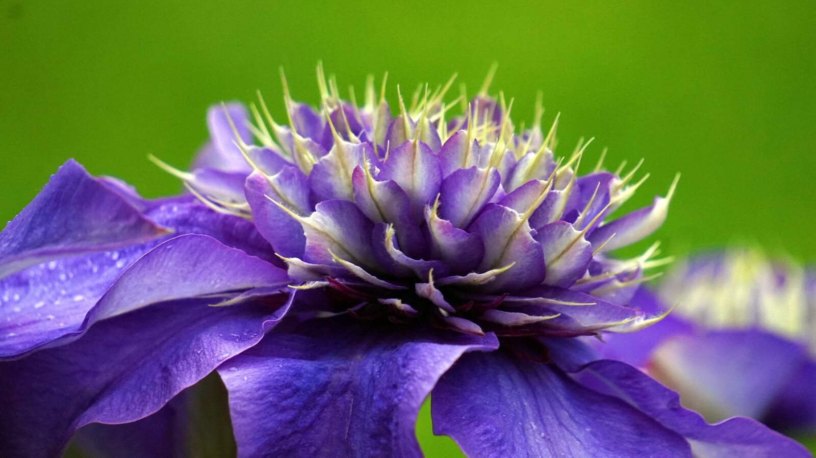 Sony Alpha a5000 (ILCE 5000) + Sony E 55-210mm F4.5-6.3 OSS sample photo. Clematis, blossom, bloom photography