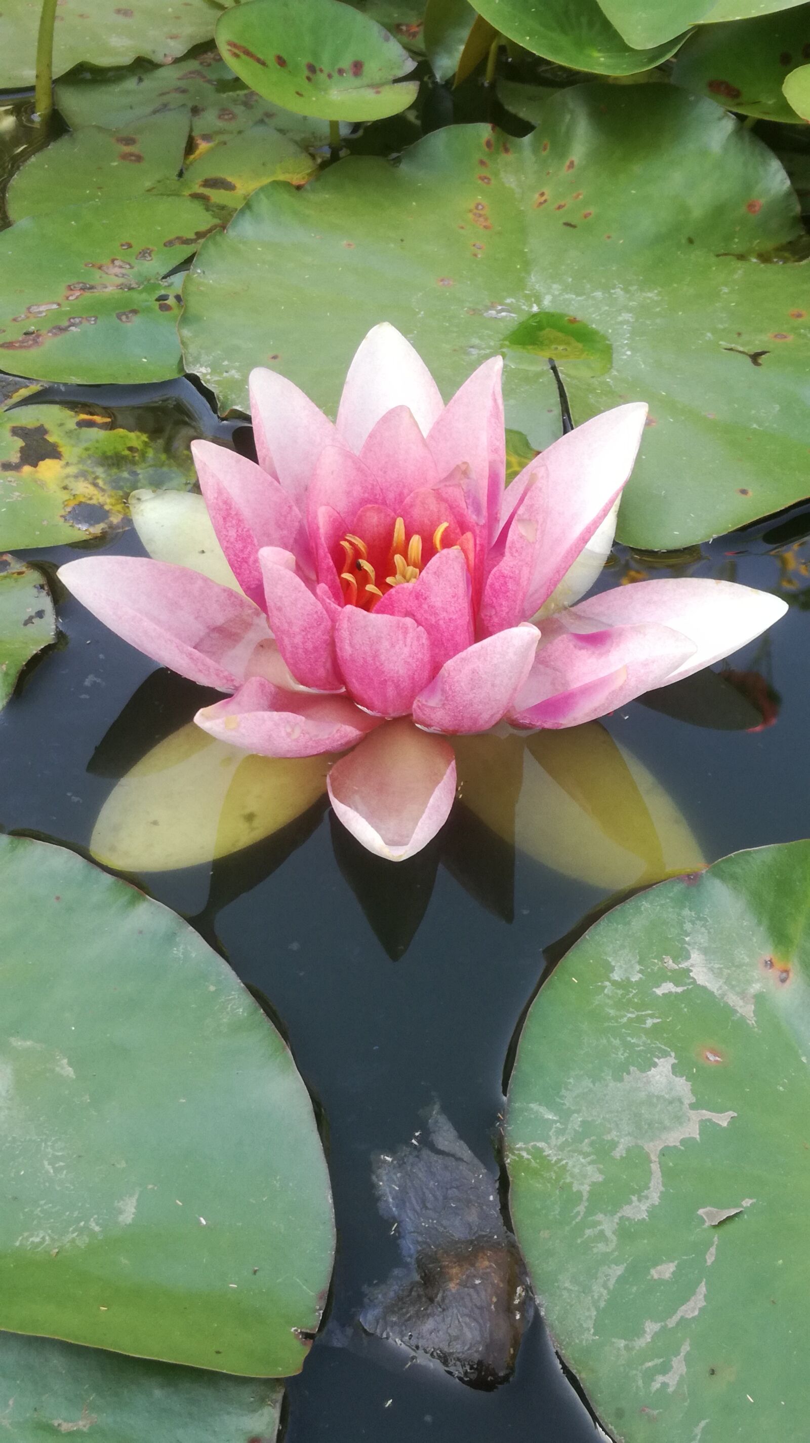 HUAWEI P9 LITE sample photo. Flower, water lily, water photography