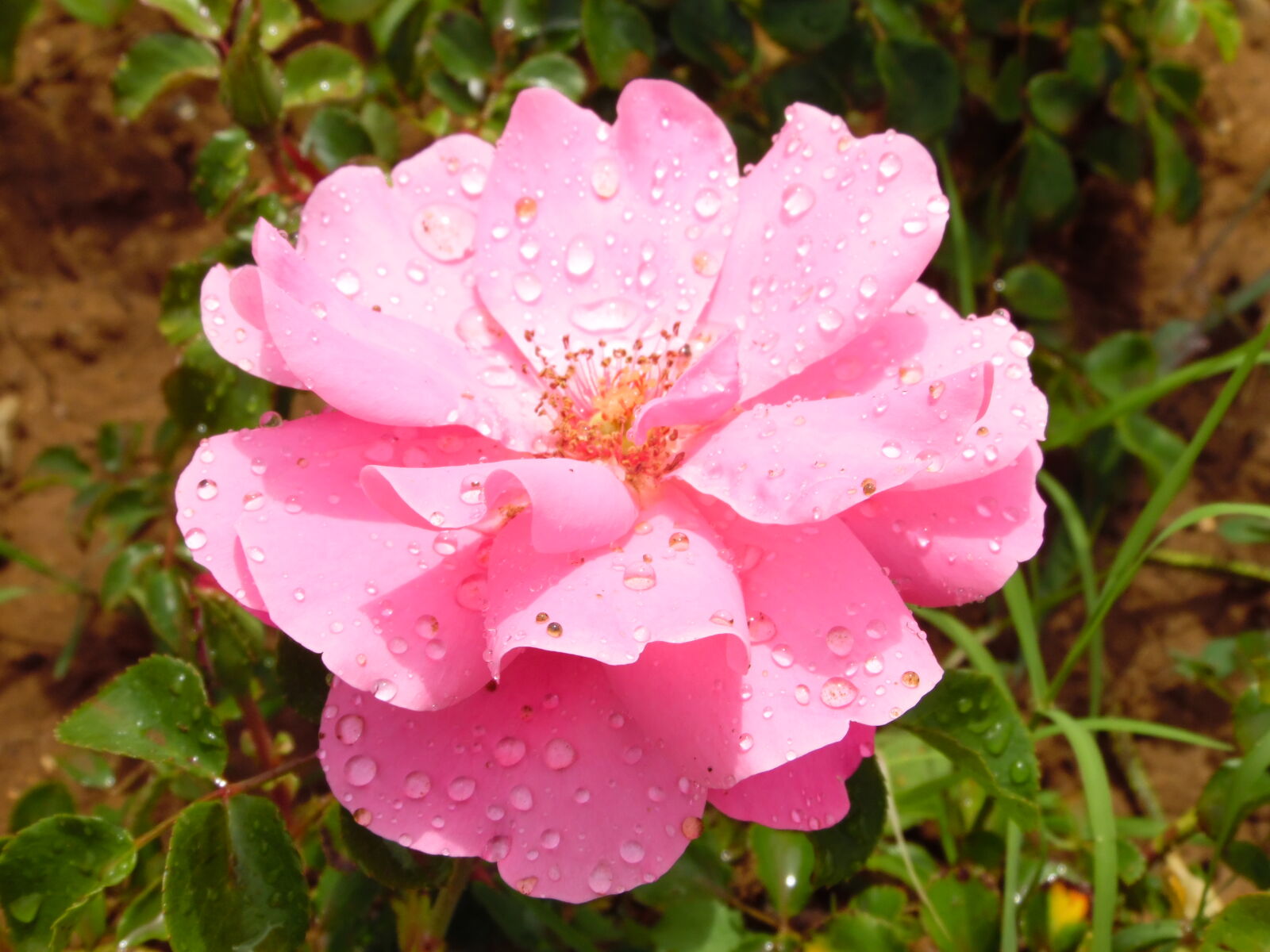 Samsung WB1100F/WB1101F/WB1102F sample photo