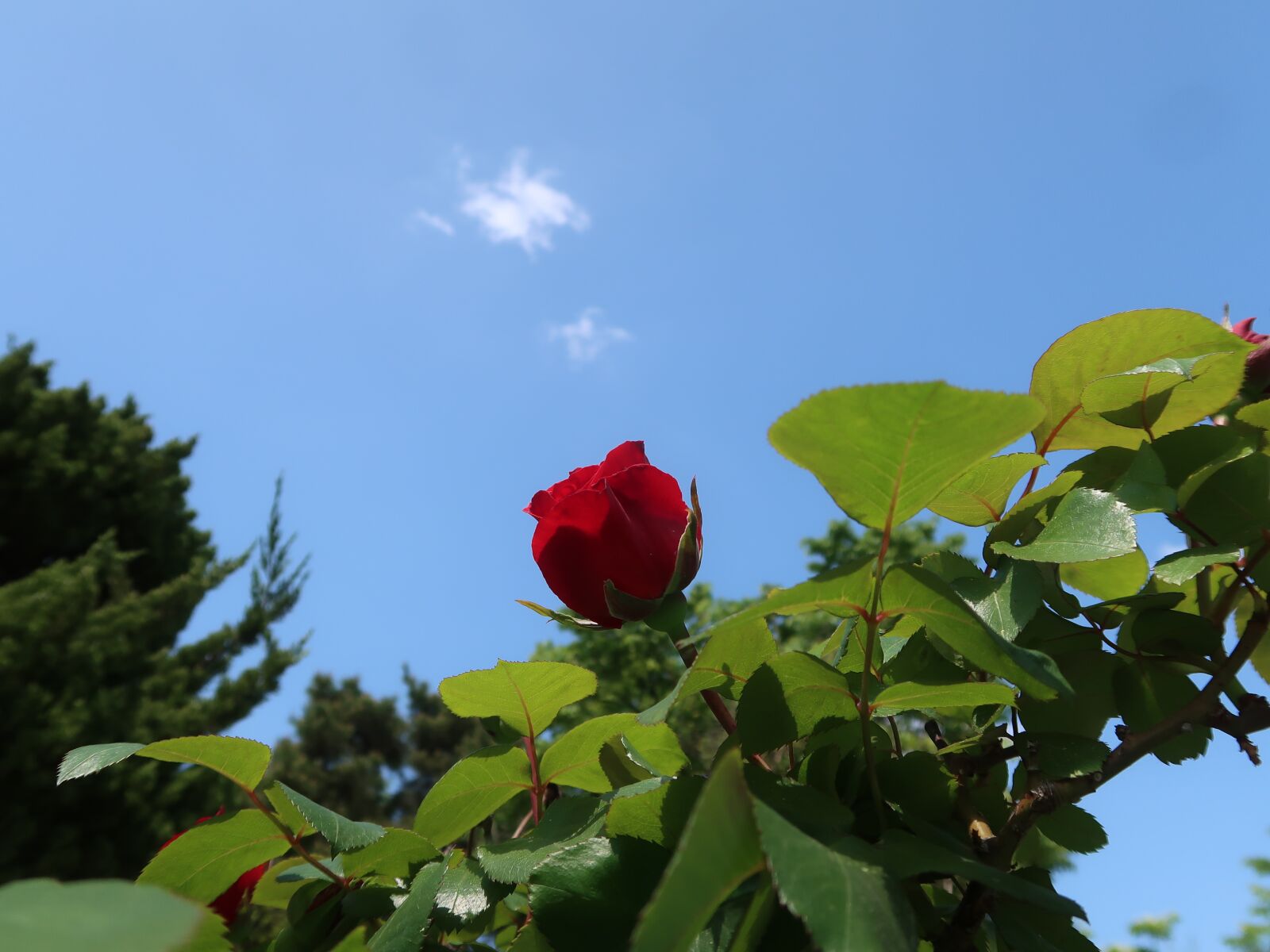 Canon PowerShot G7 X Mark II sample photo. Rose, love photography