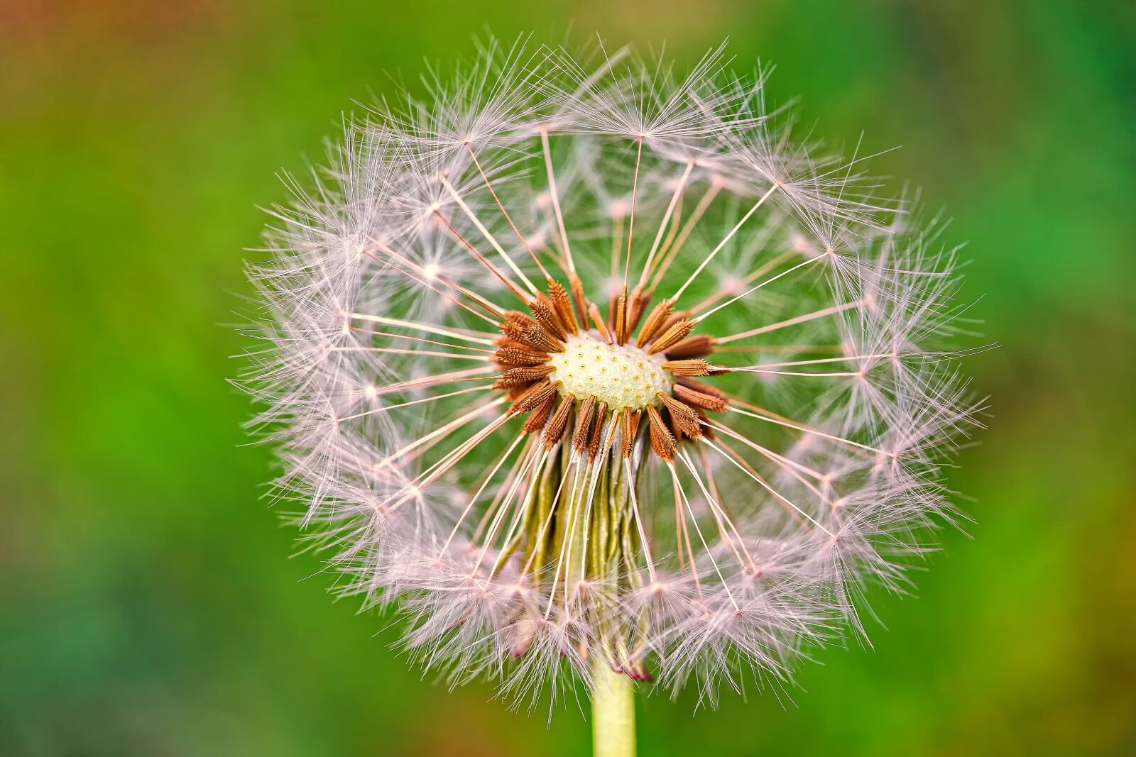 Canon EOS 5D sample photo. Dandelion, nature, plant photography