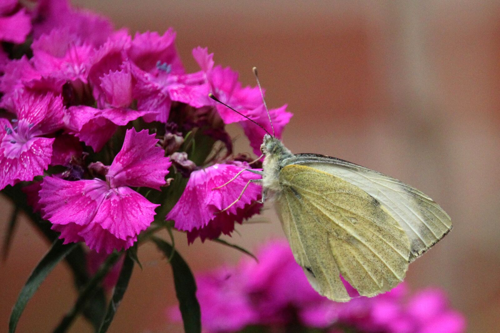 Canon EOS 700D (EOS Rebel T5i / EOS Kiss X7i) sample photo. Sweet william, butterfly, garden photography