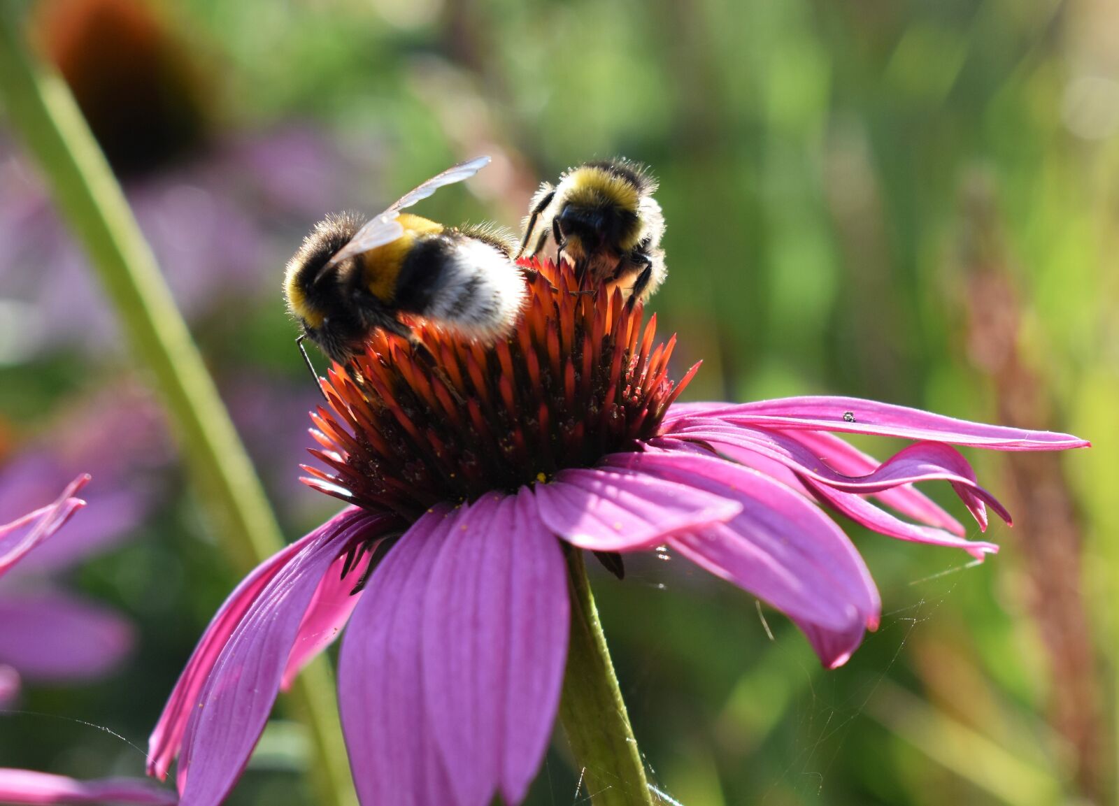 Nikon D5500 sample photo. Flower, pink, bumblebees photography