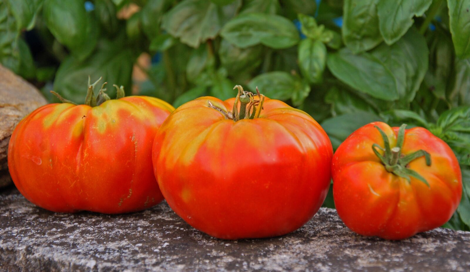 Nikon D50 sample photo. Tomatoes, fruits, ripe photography