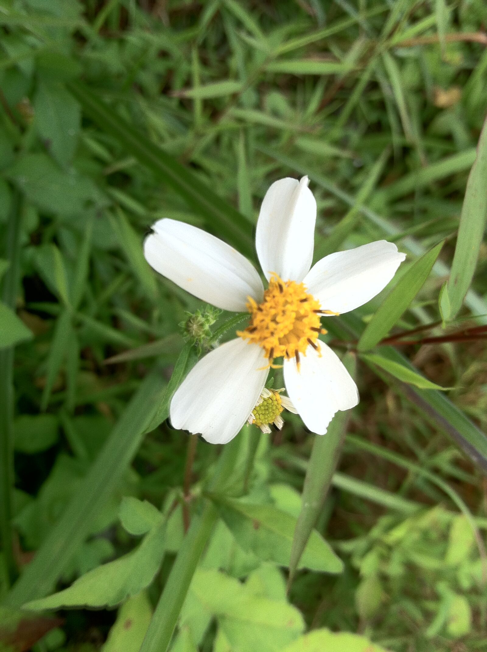 iPhone 4 back camera 3.85mm f/2.8 sample photo. Flower, flowers photography
