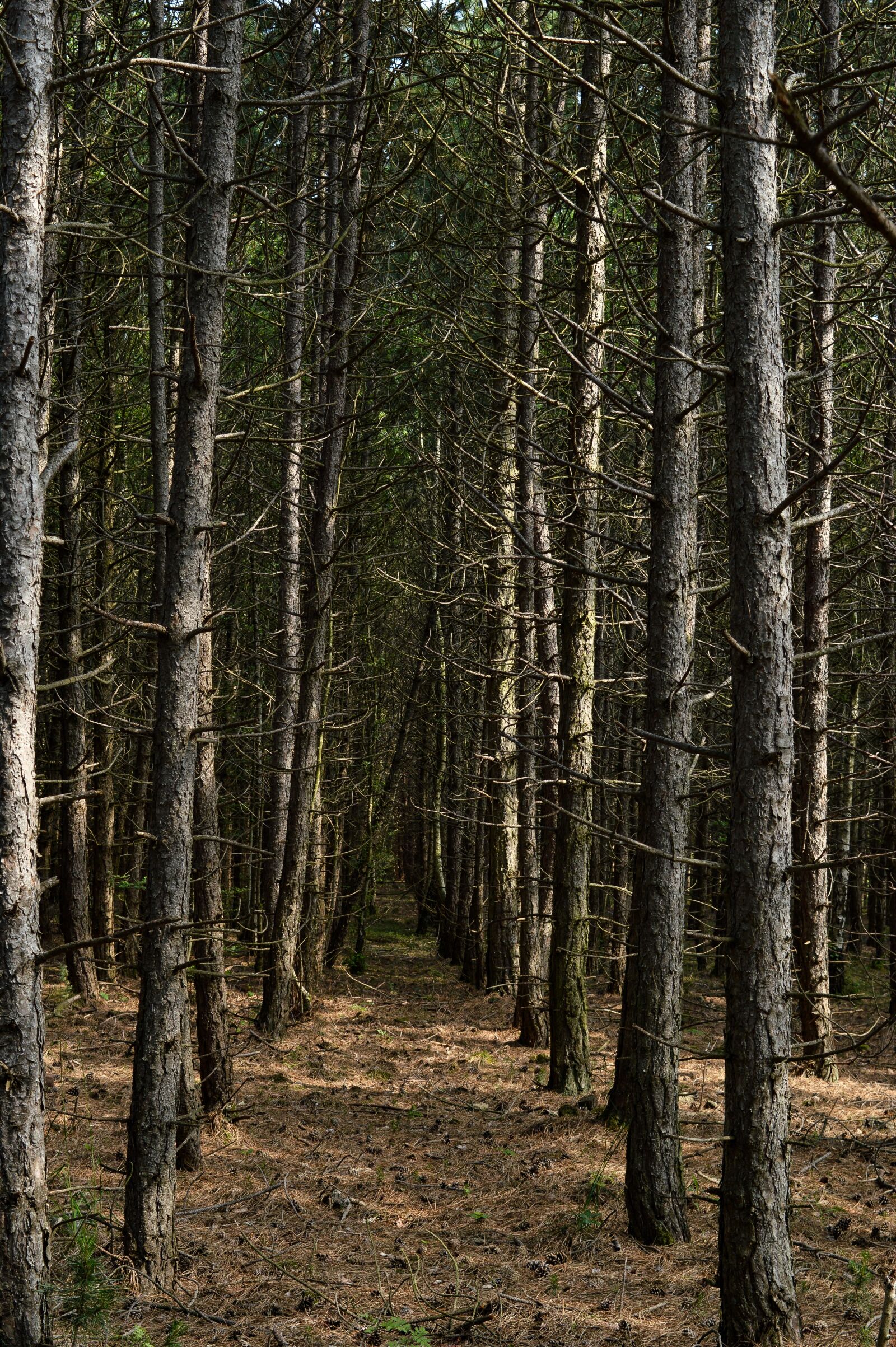 Nikon D3200 sample photo. Forest, germany, deutschland photography