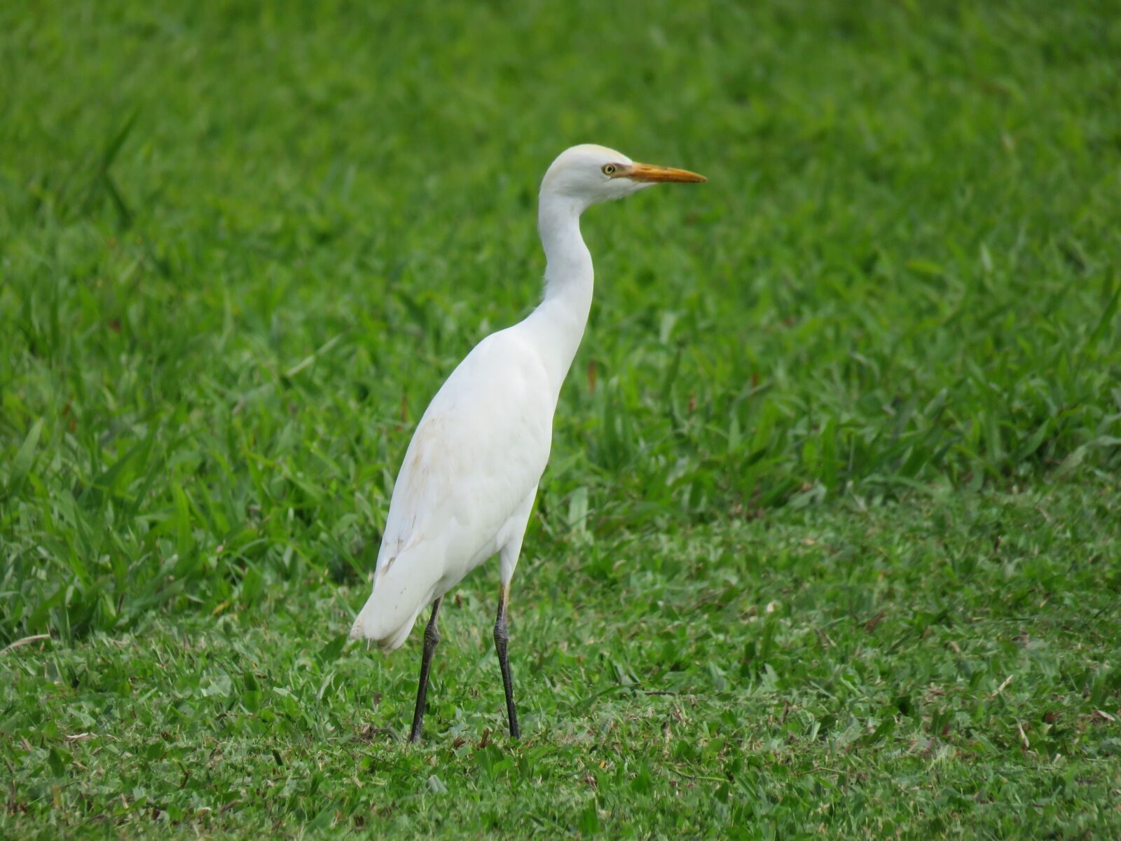 Canon PowerShot SX60 HS sample photo. Egret, bird, hawaii photography