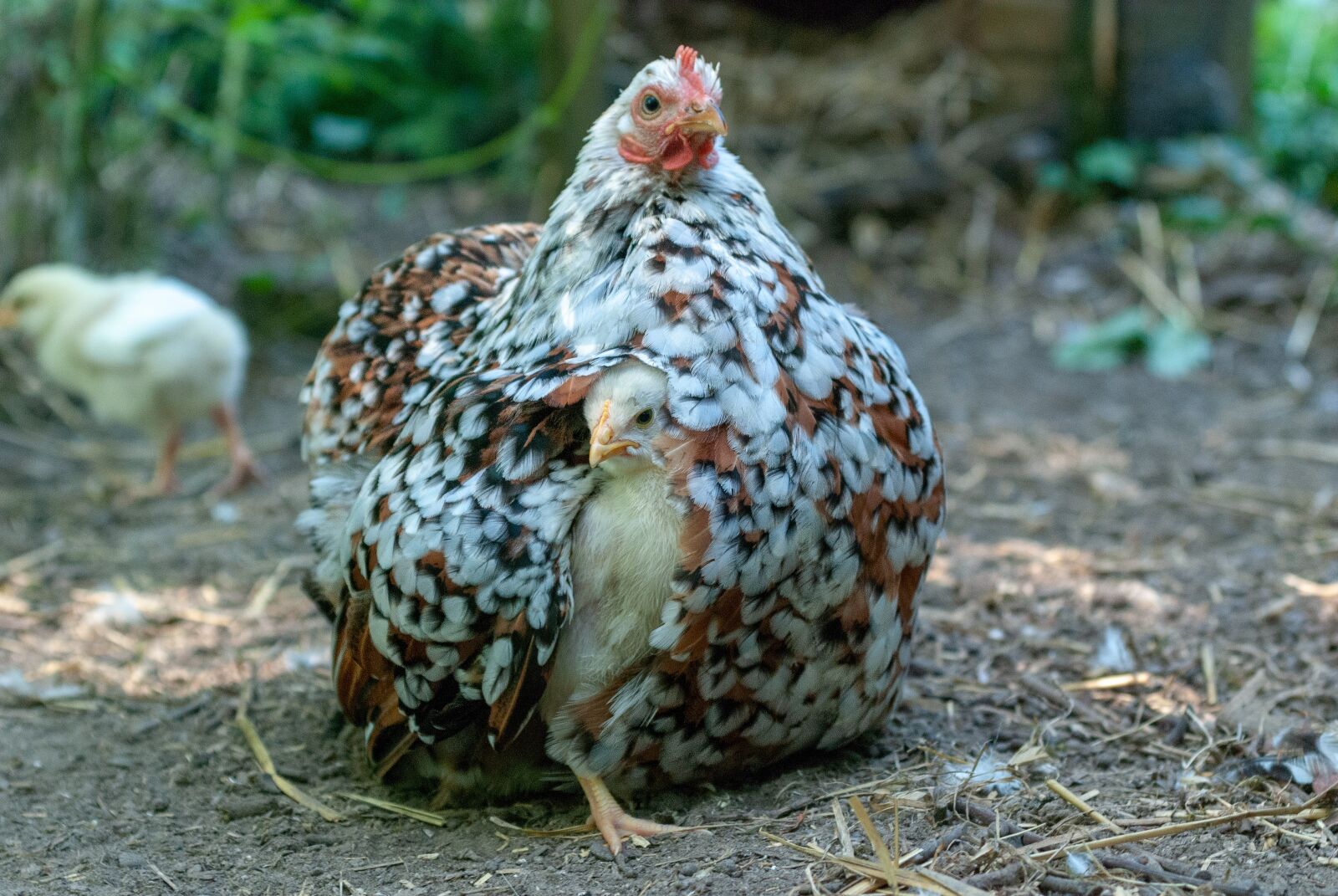 Nikon D80 sample photo. Hen, pekin, a thousand photography