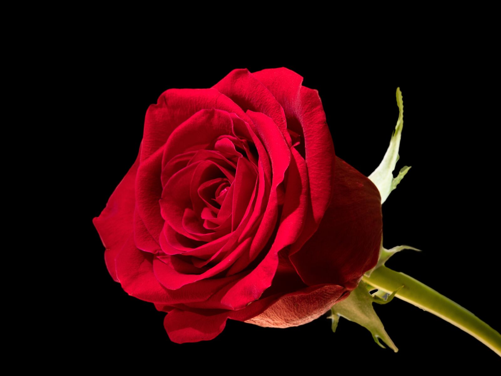 Canon EOS 5D Mark IV sample photo. Rose, flower, petal photography