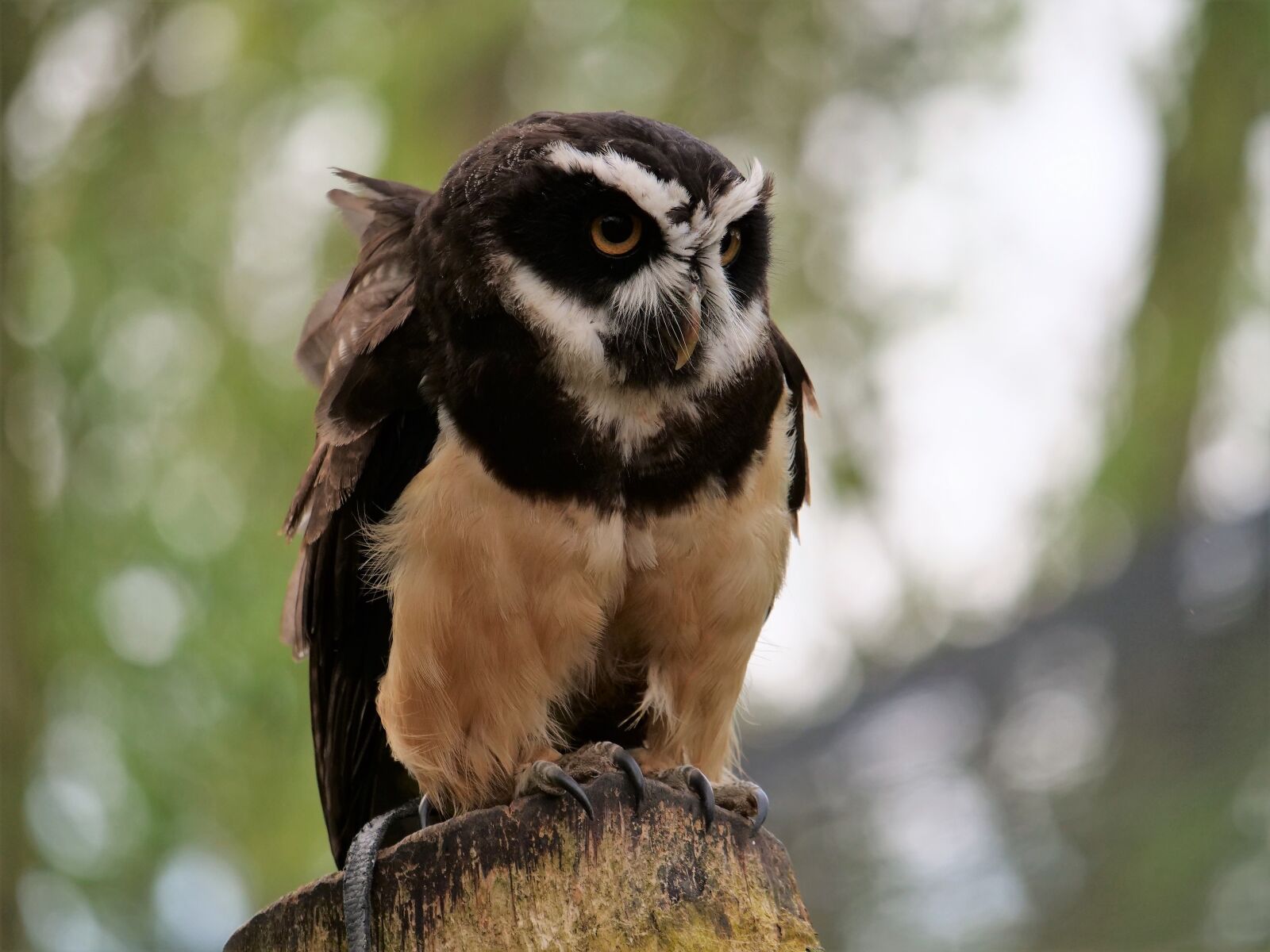 Panasonic Lumix DC-G9 sample photo. Spectacle owl, owl, wildlife photography