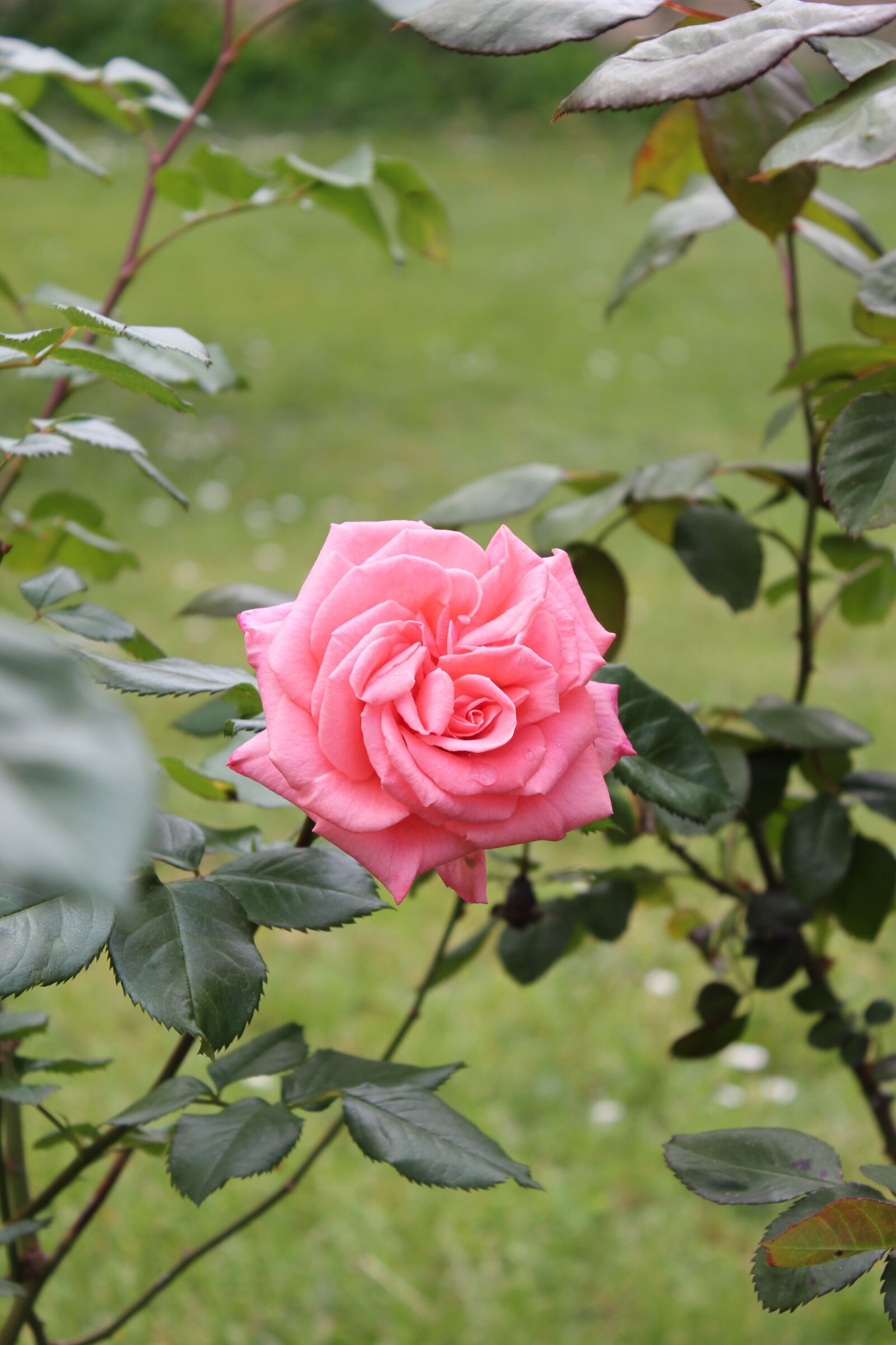 Canon EOS 550D (EOS Rebel T2i / EOS Kiss X4) sample photo. Rose, pink, flower photography