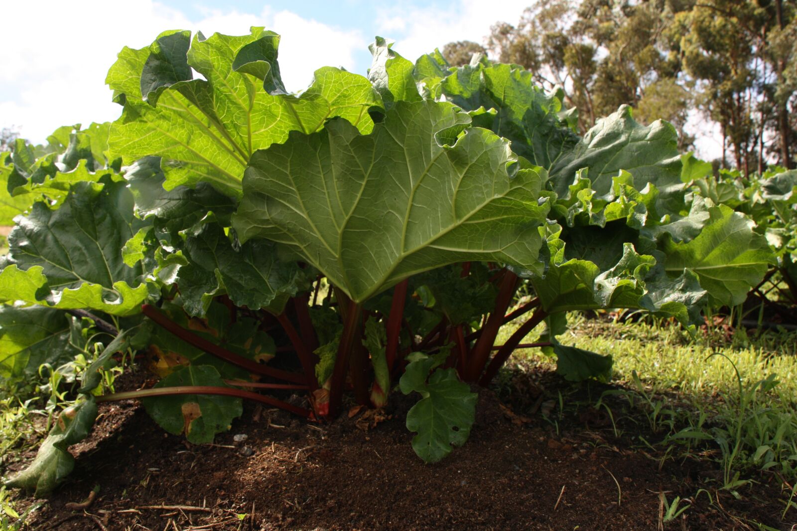 Canon EOS 450D (EOS Rebel XSi / EOS Kiss X2) sample photo. Rhubarb plant, garden, rhubarb photography